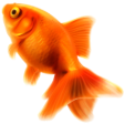 :goldfish: